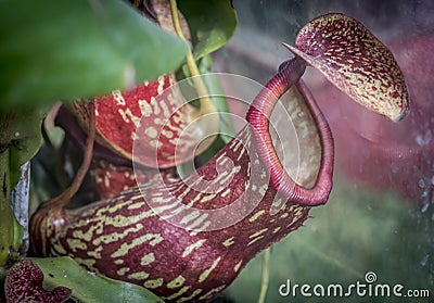 Carnivorous plant - Nepenthes khasiana Stock Photo
